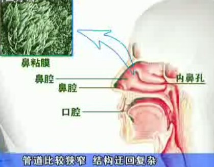 鼻炎的症状有哪些? 中央电视台特邀医生为您解析
