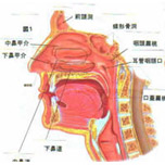 ��֢״��û�˽� �����ơ������